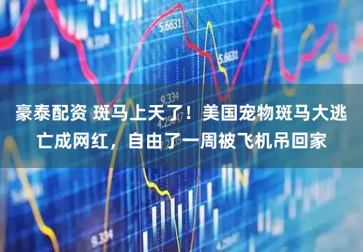 豪泰配资 斑马上天了！美国宠物斑马大逃亡成网红，自由了一周被飞机吊回家