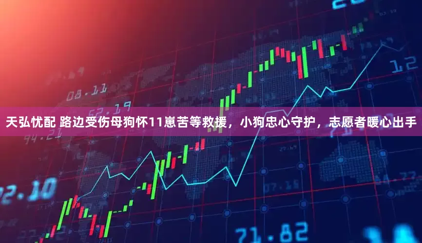 天弘忧配 路边受伤母狗怀11崽苦等救援，小狗忠心守护，志愿者暖心出手